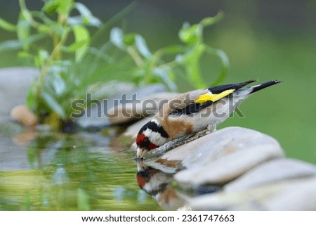 Goldfinch drinks water from a bird's water hole. Czechia.