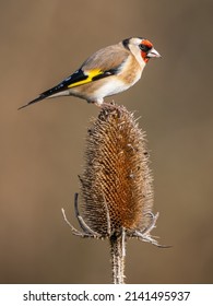 Goldfinch Feeding On A Teasel