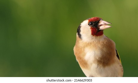 Goldfinch feeding from Tube peanut seed Feeder at a bird table  - Shutterstock ID 2146629303