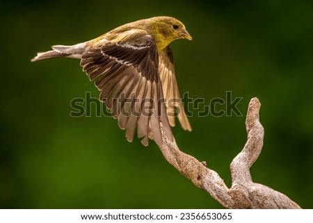 Similar – young hawfinch Environment