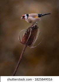 A Goldfinch On A Teasel