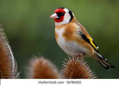 Goldfinch Perches On Teasel