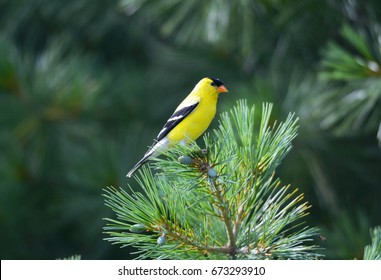 Goldfinch in White Pine Tree
 - Shutterstock ID 673293910