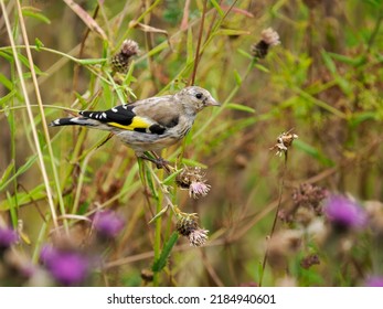Goldfinch,Carduelis carduelis, juvenile bird feeding on seeds,  Warwickshire, July 2022 - Shutterstock ID 2184940601