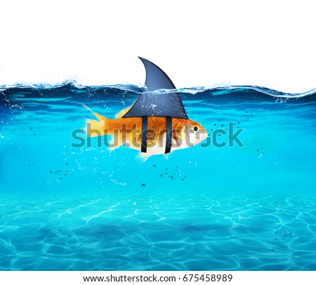 Goldfish acting as shark to terrorize the enemies. Concept of competition and bravery