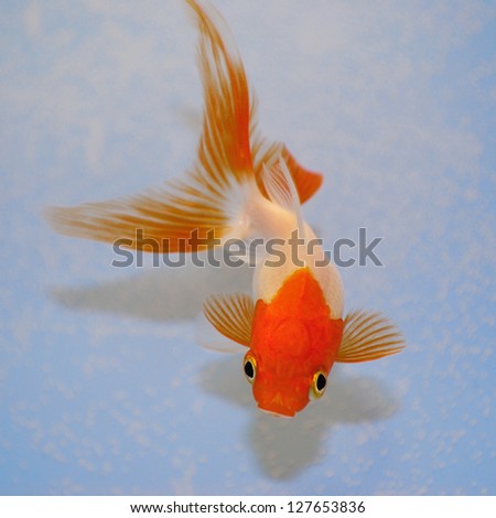 Goldfish  against a background in plastic tank