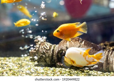 Goldfish in the aquarium. Air bubbles in the background. Selective focus - Powered by Shutterstock