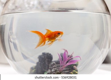 Goldfish in an aquarium, close up - Powered by Shutterstock