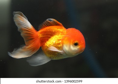 Goldfish Aquarium Close Red Oranda Stock Photo 1396002599 | Shutterstock