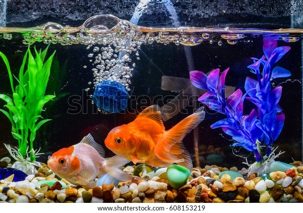 Goldfisch Aquarium Ein Fisch Auf Dem Stockfoto Jetzt Bearbeiten