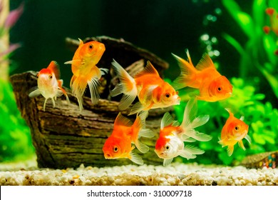 Goldfish in aquarium with green plants - Powered by Shutterstock