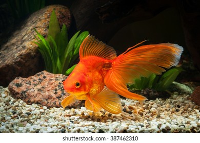 Золотая рыбка в аквариуме с зелеными растениями и камнями