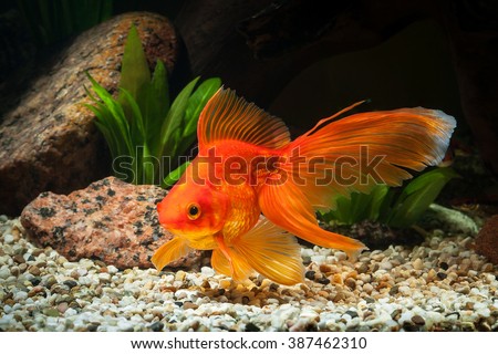 Goldfish in aquarium with green plants, and stones