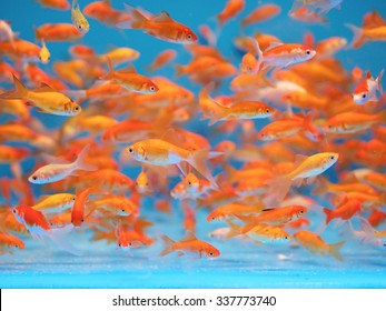 Poisson Rouge Hd Stock Images Shutterstock Poisson Rouge Hd Stock Images Shutterstock