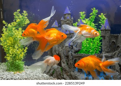 goldfish in the aquarium water close up