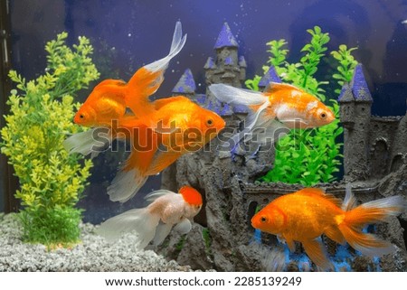goldfish in the aquarium water close up