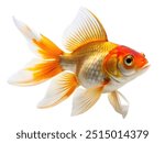 goldfish with beautiful fins on white background for wish fulfillment