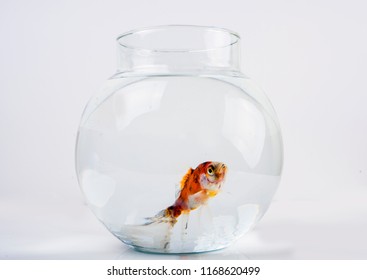 Goldfish Beautiful Round Fish Bowl Stock Photo 1168620499 | Shutterstock