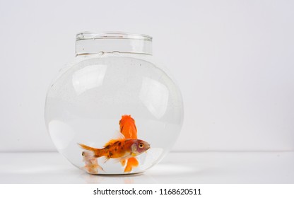 Goldfish Beautiful Round Fish Bowl Stock Photo (Edit Now) 1168620493