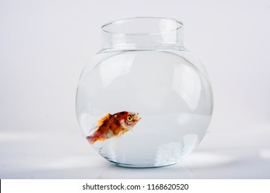 Goldfish Beautiful Round Fish Bowl Stock Photo (Edit Now) 1168620493