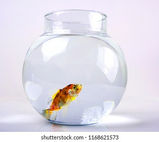 Goldfish Beautiful Round Fish Bowl Stock Photo (Edit Now) 1168620493