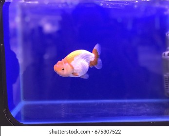 Goldfish Blue Fish Tank Stock Photo 675307522 | Shutterstock