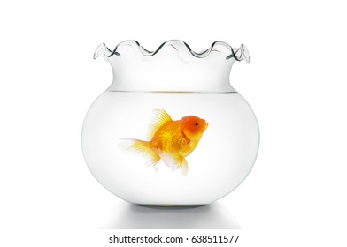 goldfish bowl png