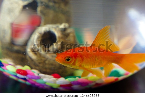 toy goldfish in bowl