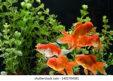 Goldfish Carassius Auratus Background Aquatic Plants Stock Photo ...