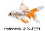 goldfish - Carassius auratus - is a freshwater fish commonly kept as a popular pet in indoor aquariums can range in color from orange to black with different variations.  Isolated on white background