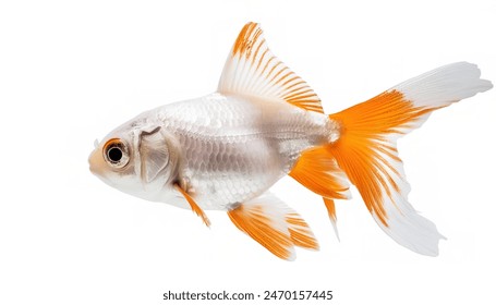 goldfish - Carassius auratus - is a freshwater fish commonly kept as a popular pet in indoor aquariums can range in color from orange to black with different variations.  Isolated on white background - Powered by Shutterstock