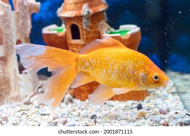 Goldfish carassius auratus swims in a freshwater aquarium.