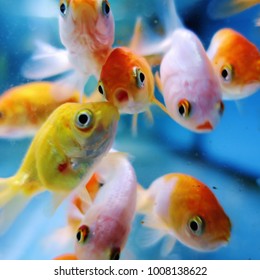 Goldfish cluster around the glass in an aquarium