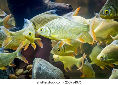 Goldfish Cyprinidae