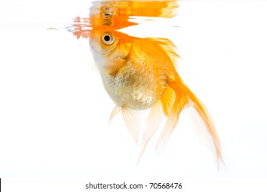 Golfish Eating Images Stock Photos Vectors Shutterstock