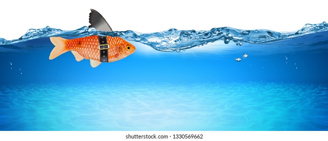 Goldfish With Fake Shark Fin Creative Business Idea Innovation Concept Isolated On Blue Panorama Underwater Background