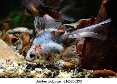 714 Fantail goldfish Stock Photos, Images & Photography | Shutterstock