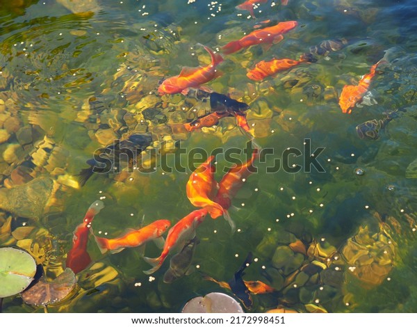 Goldfish feeding
frenzy at the family
pond.