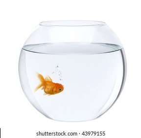 Goldfish In Fish Bowl, In Front Of White Background, Studio Shot