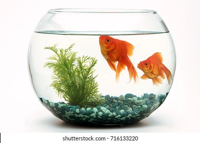 Goldfish fishbowl - Shutterstock ID 716133220