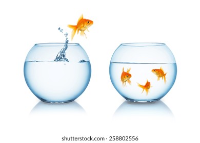goldfish in fishbowl jumps to his friends