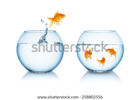 goldfish in fishbowl jumps to his friends