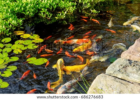 The goldfish floats in an artificial pond Colorful decorative fish