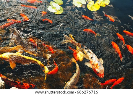 The goldfish floats in an artificial pond Colorful decorative fish