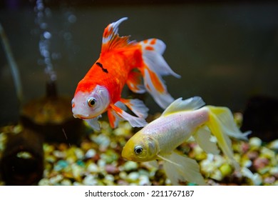 Goldfish In Fresh Water Aquarium