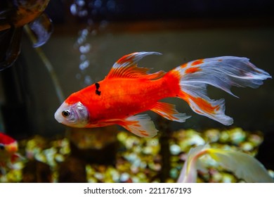 Goldfish In Fresh Water Aquarium