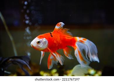 Goldfish In Fresh Water Aquarium