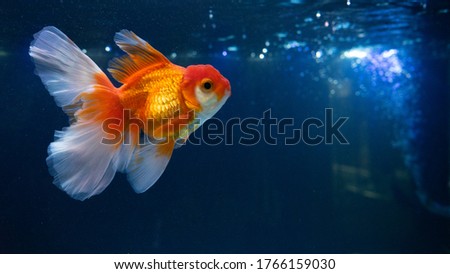 Goldfish in fresh water aquarium