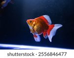 Goldfish in fresh water aquarium. Goldfish in fish tank, artificial aquatic environment, captivity and desolation, human selfishness.Freshwater aquarium fish, goldfish from Asia in aquarium