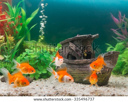 Goldfish in freshwater aquarium with green beautiful planted tropical


